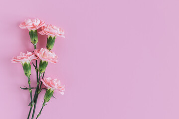 Tender carnation flowers on pastel pink background.
