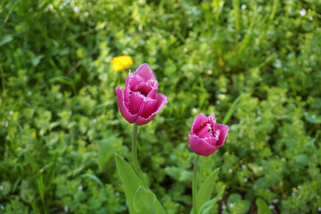 Beautiful flowers in spring in the park