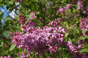 Obraz premium beautiful lilac bush in spring