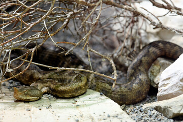 Fototapeta premium Nose-horned viper, sand viper // Europäische Hornotter (Vipera ammodytes) - Island Tinos, Greece