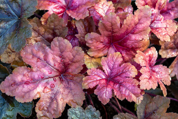 Beautiful bright leaves of heuchera on a flower bed. Gardening, hobbies, perennials, landscaping.