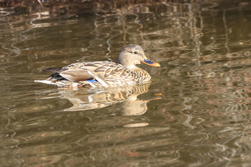 Female mallard or wild duck (Anas platyrhynchos) swimming in a pond