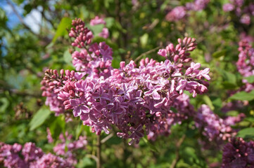  beautiful lilac bush in spring        