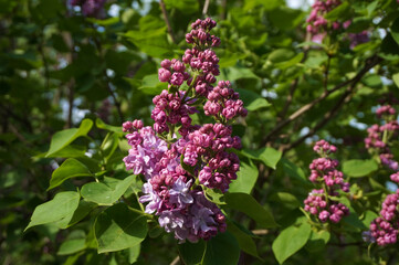 Fototapeta na wymiar beautiful lilac bush in spring 