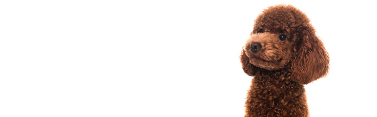 purebred brown poodle looking away isolated on white, banner.