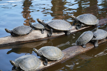 Yellow spotted Amazon river turtle, here a family group gathered on a tree trunk. Iranduba,...