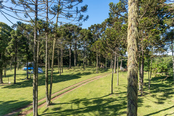 Obraz premium view with araucaria
