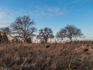 Verwelkte Sonnenblumen auf dem Feld
