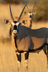 Gemsbok in the Kgalagadi