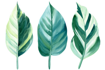 Tropical leaves set. Jungle, botanical watercolor illustrations, floral elements, calathea