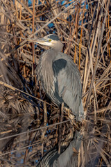 Morning Reflections on a Heron