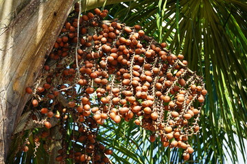 Aguaje palm fruit Buriti in typical umbels hanging from the tree (Mauritia flexuosa, arecaceae) , the palm is native to the tropical rainforest. Iranduba, Amazonas state, Brazil. - obrazy, fototapety, plakaty