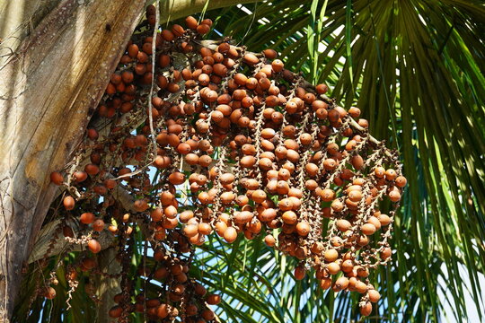 Aguaje palm fruit Buriti in typical umbels hanging from the tree (Mauritia flexuosa, arecaceae) , the palm is native to the tropical rainforest. Iranduba, Amazonas state, Brazil.
