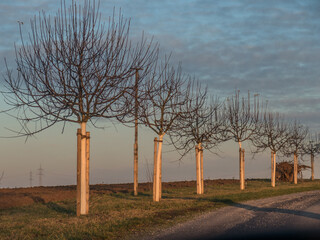 Baumreihe mit Jungbäumen