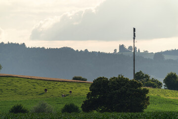 A cellular antenna with 5G, in a rural area with meadows, cows and hills. 