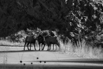 Herd of Bighorn Sheep; Black and White