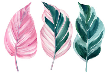 tropical plant leaves on isolated white, watercolor drawing, botanical painting, pink flora, ficus