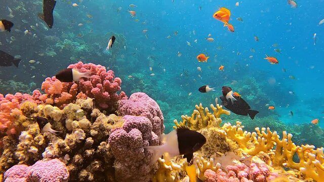 Wonderful underwater world with beautiful corals reef the tropical fish
