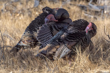 Turkeys in the wild