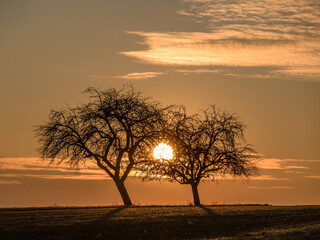 Fototapeta na wymiar Obstbäume im Sonnenuntergang