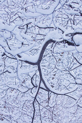 trees under the snow