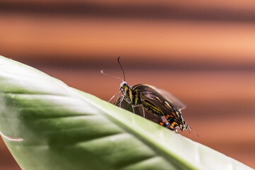 Big colorful butterfly sitting on a green plant