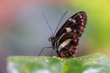 Obraz na płótnie Canvas Big colorful butterfly sitting on a green plant