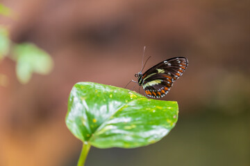 Obraz premium Big colorful butterfly sitting on a green plant