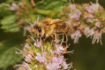 bee on a flower in the garden
