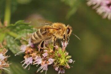 bee on a flower in the garden