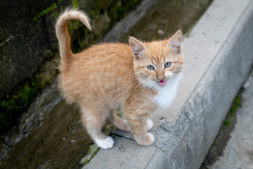 a homeless little kitten is looking for a home, a lonely ginger kitten is looking for an owner, a sad little cat is looking for a friend, a stray cute cat is looking for food,