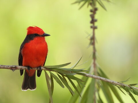 peque ave de color rojo posada en la rama de un &aacute;rbol en total calma 