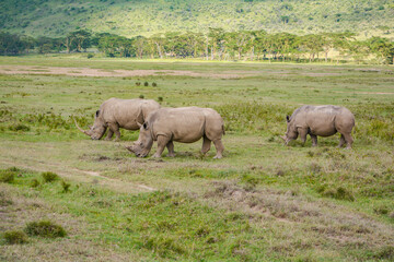 Fototapeta na wymiar rhino's grazing in the open savannah