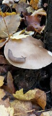 Thick slug on a forest mushroom in the autumn forest.