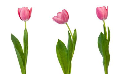tulips isolated on white background