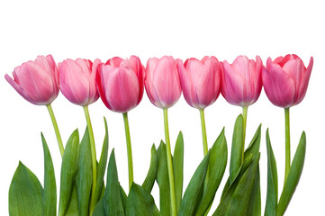 tulips isolated on white background