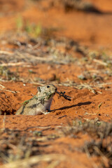 Brant's Whistling Rat in the Kgalagadi