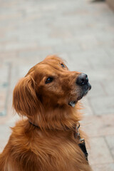 close up of dog 