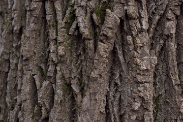 Landscape macro of textured oak bar with moss