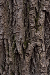 Fototapeta premium Portrait view of a close up textured oak bark