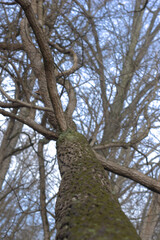 Upward view of a mossy oak leading towards the sky