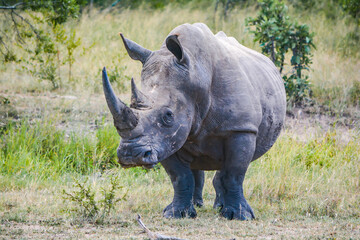 white rhino walking in the grass