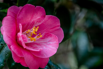 Flower stamen