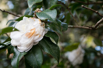 Fototapeta na wymiar White rose in a garden
