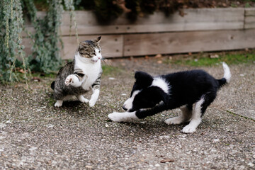 Cat and border collie puppy fighting in the garden