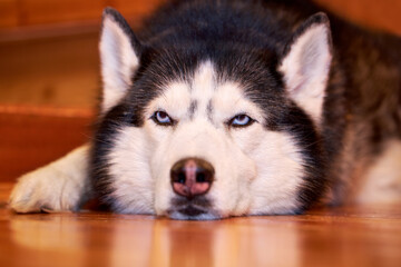Siberian husky dog lying on the wooden floor