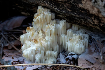 Lion's mane, (Hericium erinaceus ) also called monkey head mushroom, bearded tooth mushroom,...