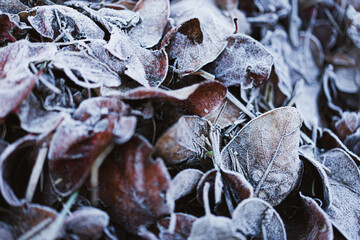 Dry fallen leaves frozen texture