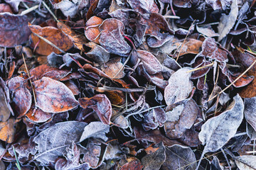 Top view of dry fallen leaves frozen