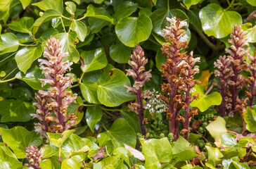 Ivy broomrape (Orobanche hederae), Castle Hill, Tenby, Pembrokeshire, Wales